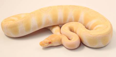 Animal Image